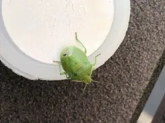 Chlorochroa granulosa thumbnail 1