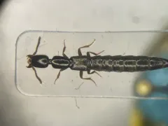 Linear Rove Beetle thumbnail 1