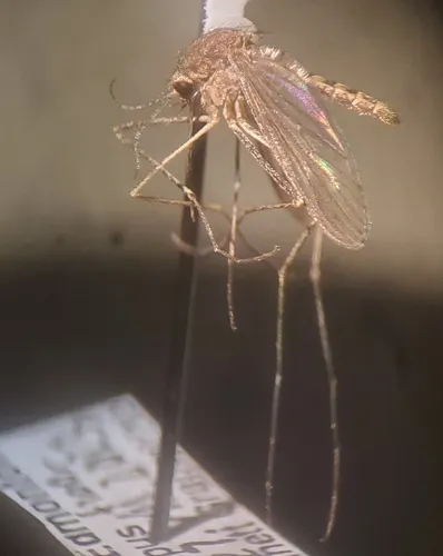 Winter Marsh Mosquito