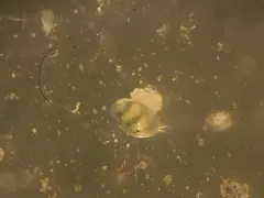 Cypridopsis vidua thumbnail 1