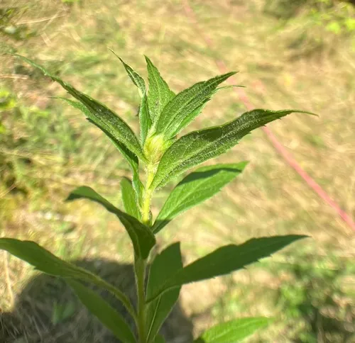 Dasineura folliculi