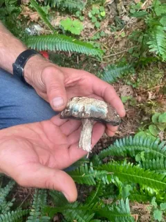 Montane Dusky Bolete thumbnail 1