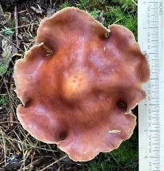 Rhodocollybia prolixa thumbnail 3