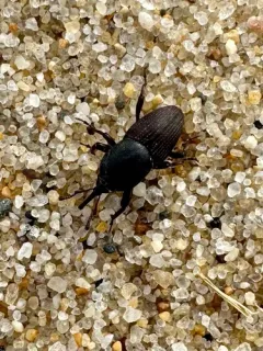 Sphenophorus necydaloides thumbnail 2