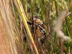 Bush Cicada thumbnail 1