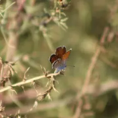 Western Pygmy-Blue thumbnail 4