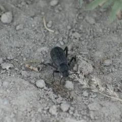 Rough-lipped Darkling Beetle thumbnail 4
