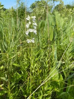 White Wand Beardtongue thumbnail 2