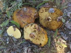 Suillus pseudobrevipes thumbnail 2