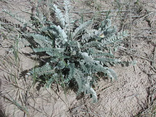 Woolly Locoweed