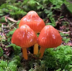 Gliophorus perplexus thumbnail 4