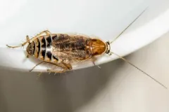 Ectobius lucidus thumbnail 5