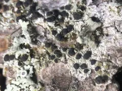 Lecania naegelii thumbnail 2