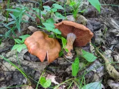 Cortinarius tiffanyae thumbnail 1