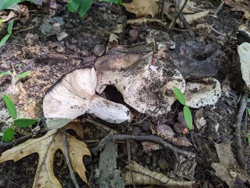 Russula michiganensis