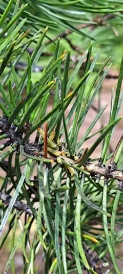 Neodiprion dubiosus thumbnail 2