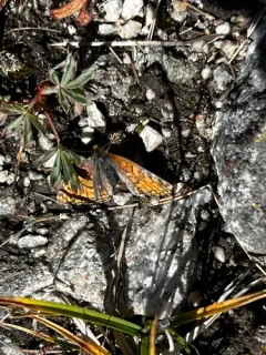 Rockslide Checkerspot thumbnail 4
