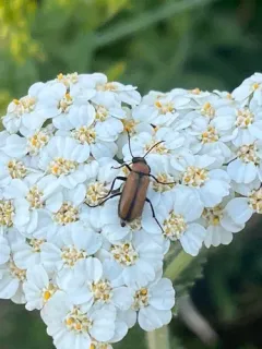 Nemognatha scutellaris thumbnail 2