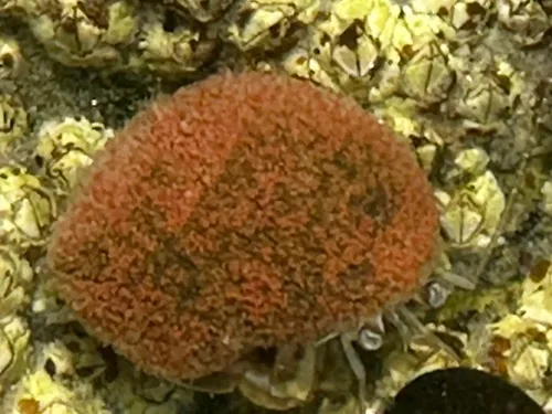 Snail Fur