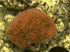 Snail Fur thumbnail 1