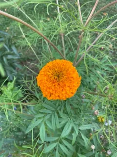 Mexican Marigold thumbnail 3