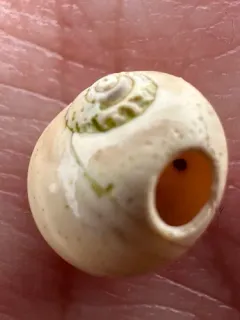 Immaculate Moonsnail thumbnail 1