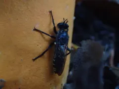 Laphria ferox thumbnail 3
