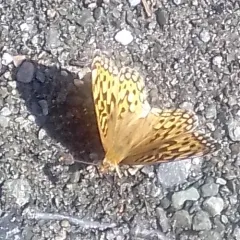 Coronis Fritillary thumbnail 3