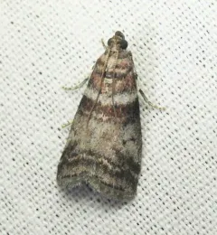 Sweetgum Leafroller Moth thumbnail 3