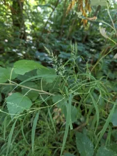 Wirestem Muhly thumbnail 4