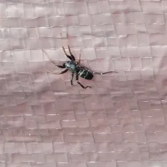 Two-banded Ant-mimic Sac Spider thumbnail 3