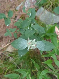 Hoary Mountainmint thumbnail 4