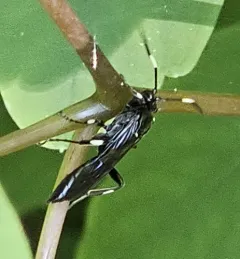 Cratichneumon sublatus thumbnail 2