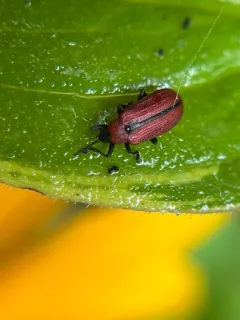 Soybean Leafminer thumbnail 4