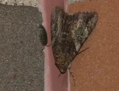 Little Wife Underwing thumbnail 3