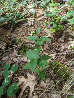 smaller white snakeroot thumbnail 2