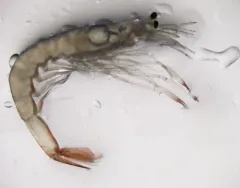 Pink Glass Shrimp thumbnail 1