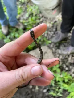 Western Ribbon Snake thumbnail 3