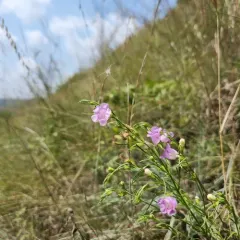 rough purple false foxglove thumbnail 3