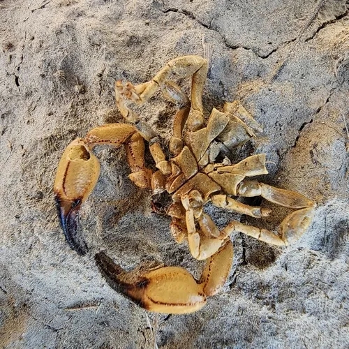 Eastern Swollenstinger Scorpion