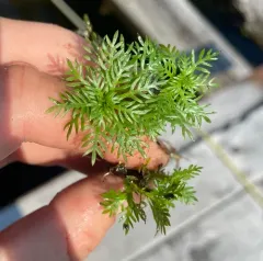 Water Violet thumbnail 3