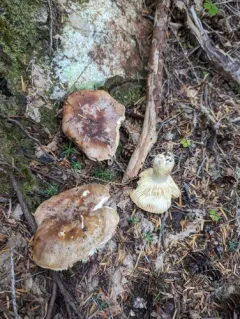 Russula mustelina thumbnail 4