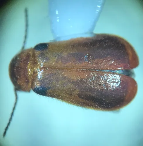 Attalus humeralis