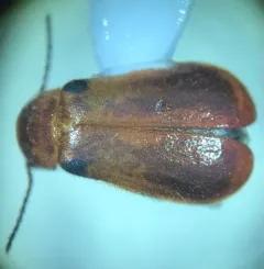 Attalus humeralis thumbnail 1