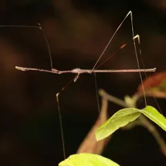 Emesaya brevipennis thumbnail 3