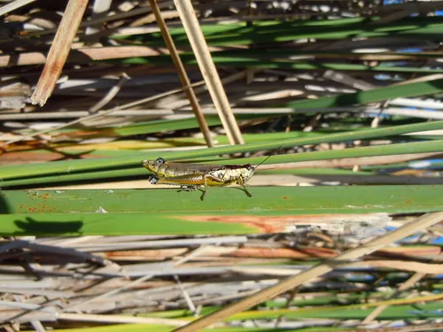 Hoosier Locust