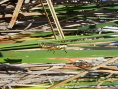Hoosier Locust thumbnail 1