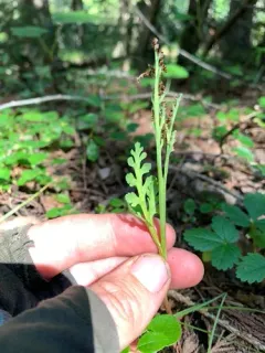 stalked moonwort thumbnail 2