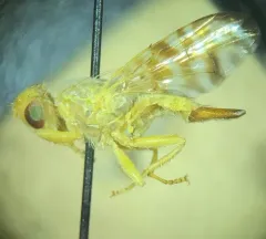Gymnocarena diffusa thumbnail 4