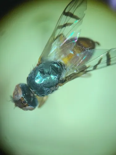 Soybean Nodule Fly